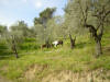 Lolipop et son ami Paso broutent dans le parc des oliviers du centre equestre.