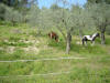 une ponette et un cheval alezan en train de brouter dans un parc d'oliviers.