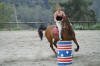 Le cheval Eclair a plus l'habitude du saut d'obstacle mais il se débrouille en jeux américains.