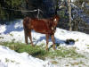 de l'herbe sous la neige...courir ou manger le dur choix du cheval dans notre centre equestre.
