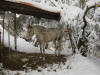 un cheval apaloosa sous la neige...heureusement, c'est trés rare...